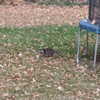 Nuisance Raccoon Issues in Fort Thomas Kentucky