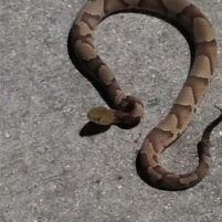 Snake Issues in Fort Thomas Kentucky