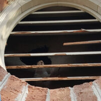 Pest Squirrel Problems in Fort Thomas Kentucky