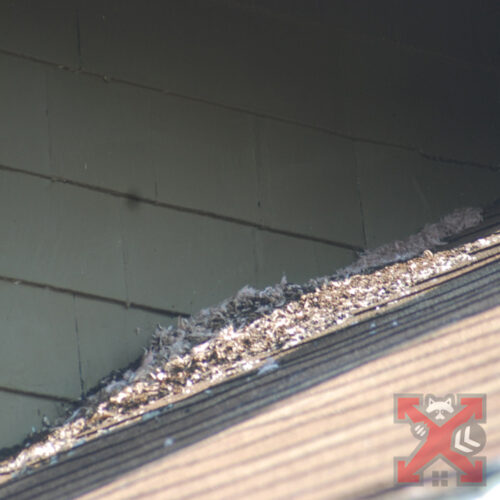 Bat Guano on the Roof